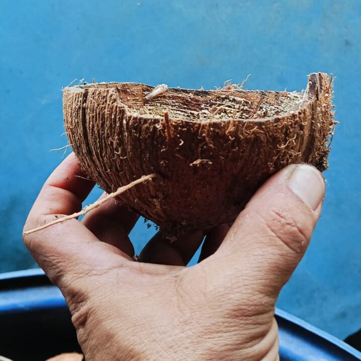 casca de coco seca, nivelamento, limpeza