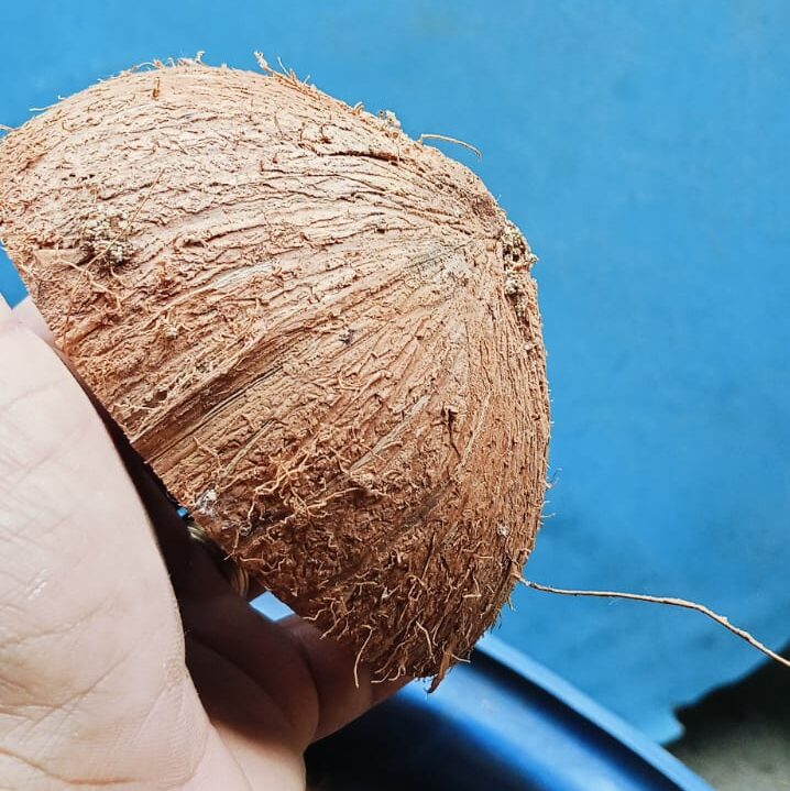 casca de coco, lixamento externo