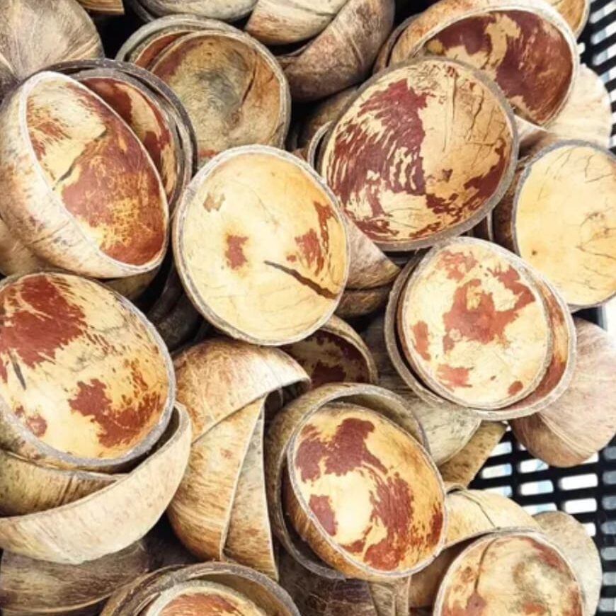 CASCA DE COCO SECA, QUENGA DE COCO